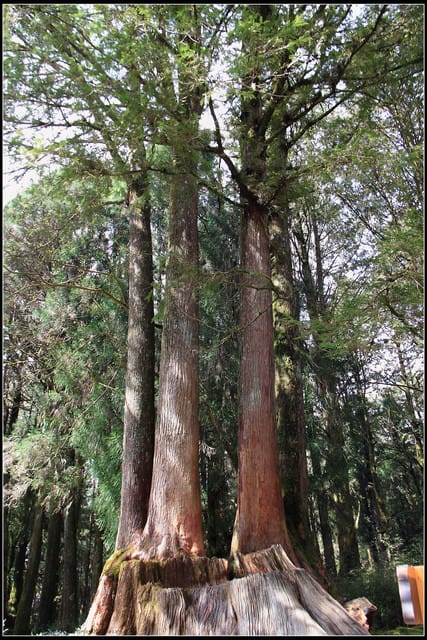 《遊記—嘉義》阿里山二日遊～巨木群景觀步道