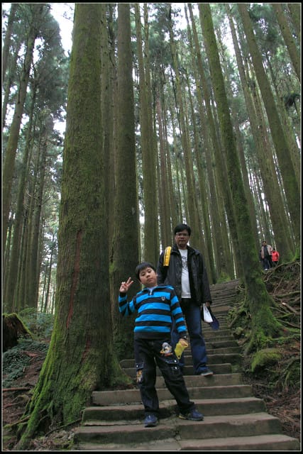 《遊記—嘉義》阿里山二日遊～巨木群景觀步道