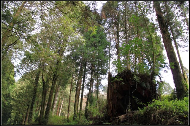 《遊記—嘉義》阿里山二日遊～巨木群景觀步道