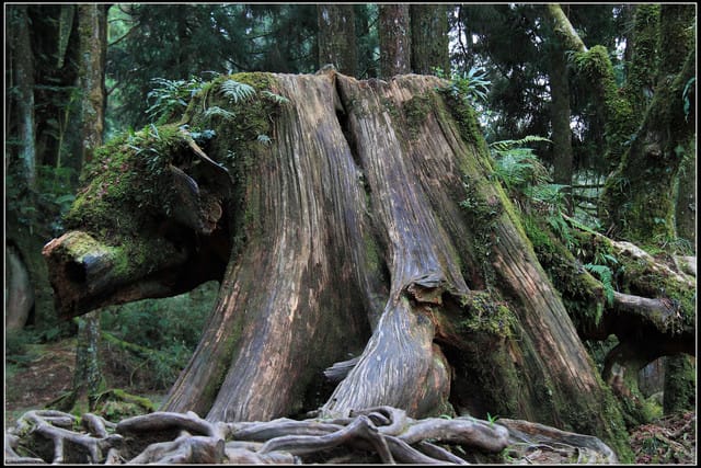 《遊記—嘉義》阿里山二日遊～巨木群景觀步道