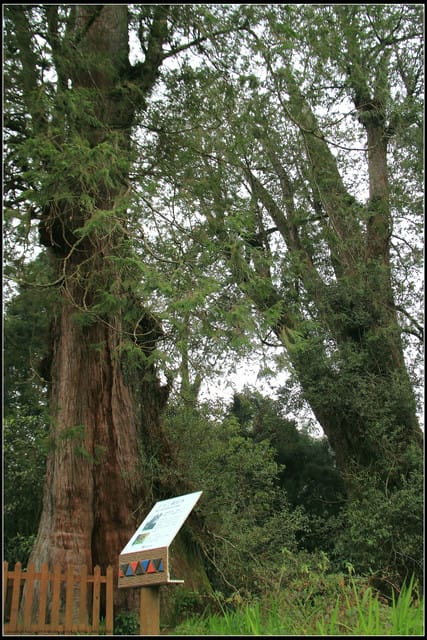 《遊記—嘉義》阿里山二日遊～巨木群景觀步道
