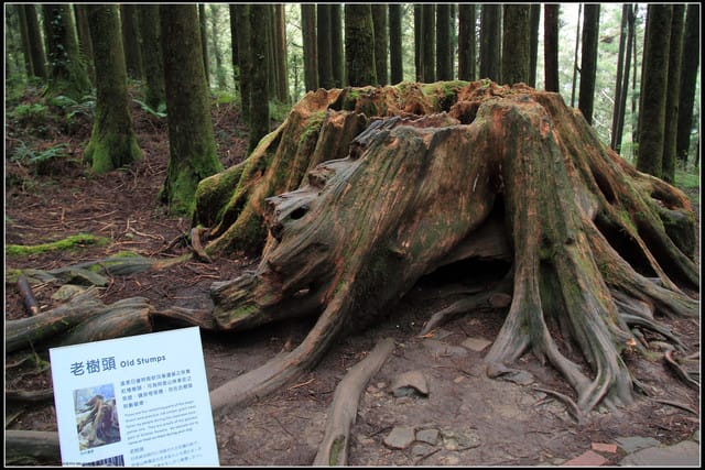 《遊記—嘉義》阿里山二日遊～巨木群景觀步道