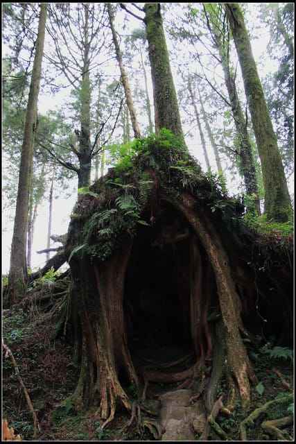 《遊記—嘉義》阿里山二日遊～巨木群景觀步道