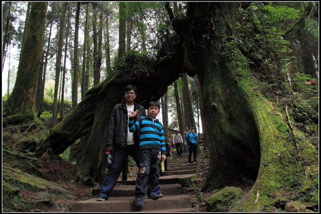 《遊記—嘉義》阿里山二日遊～巨木群景觀步道