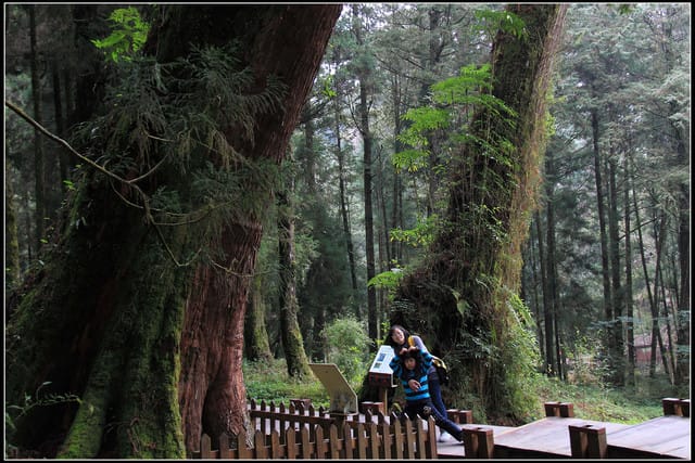 《遊記—嘉義》阿里山二日遊～巨木群景觀步道