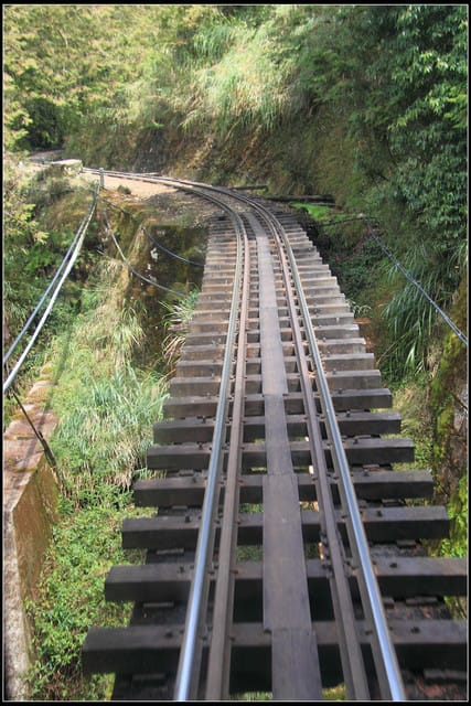 《遊記—嘉義》阿里山二日遊～巨木群景觀步道