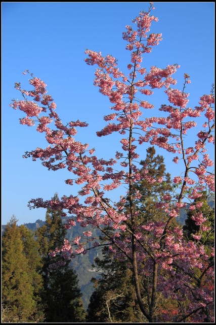 《遊記—嘉義》阿里山二日遊～沼平公園