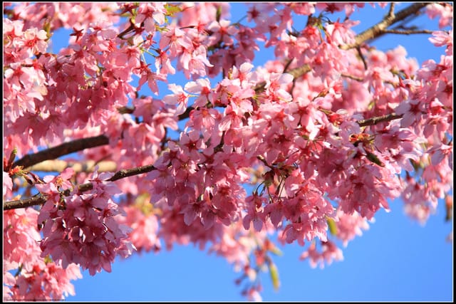 《遊記—嘉義》阿里山二日遊～沼平公園