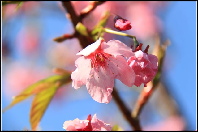 《遊記—嘉義》阿里山二日遊～沼平公園