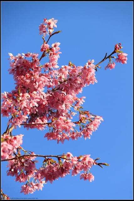 《遊記—嘉義》阿里山二日遊～沼平公園