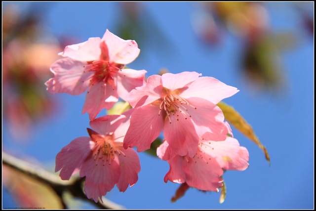 《遊記—嘉義》阿里山二日遊～沼平公園