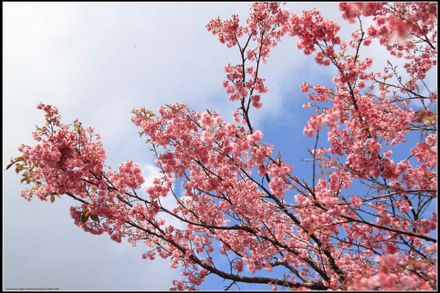 《遊記—嘉義》阿里山二日遊～沼平公園