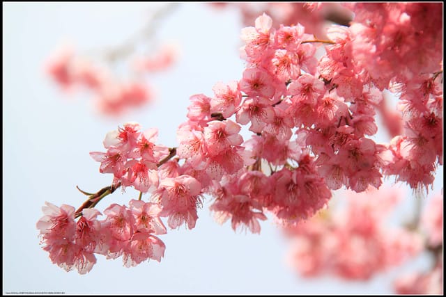 《遊記—嘉義》阿里山二日遊～沼平公園