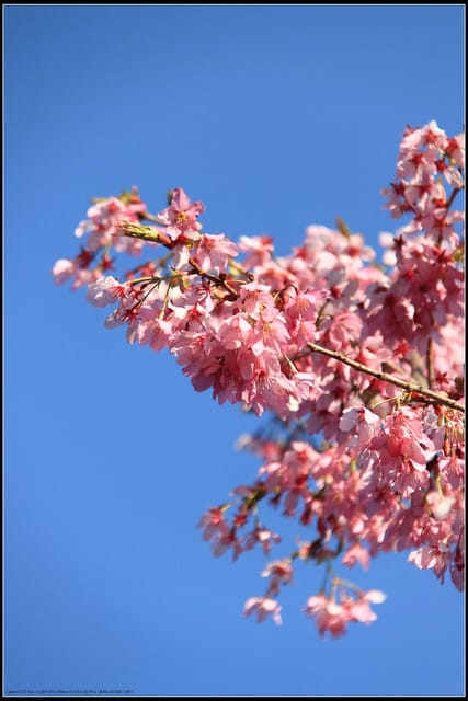 《遊記—嘉義》阿里山二日遊～沼平公園