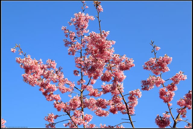 《遊記—嘉義》阿里山二日遊～沼平公園