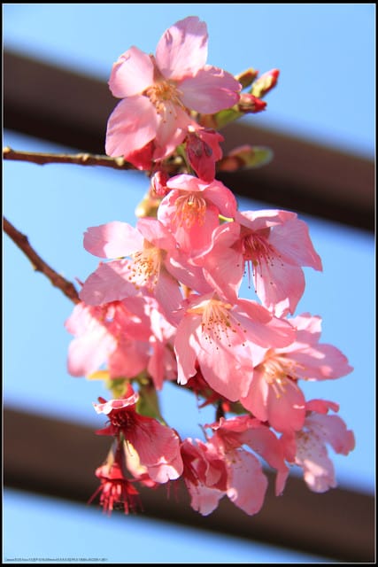 《遊記—嘉義》阿里山二日遊～沼平公園