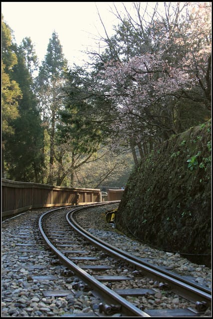 《遊記—嘉義》阿里山二日遊～沼平公園