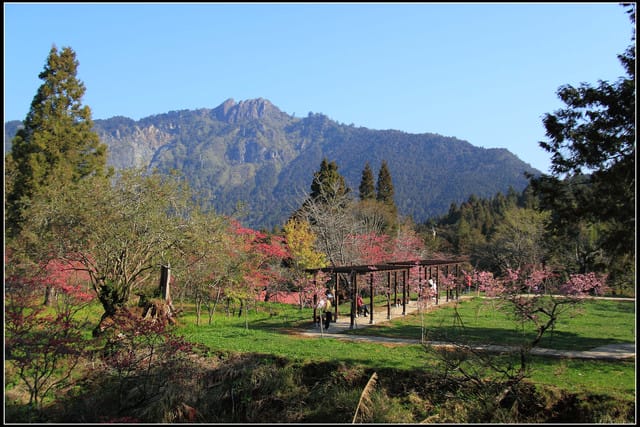 《遊記—嘉義》阿里山二日遊～沼平公園