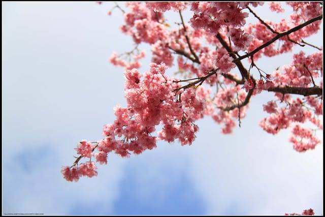 《遊記—嘉義》阿里山二日遊～沼平公園