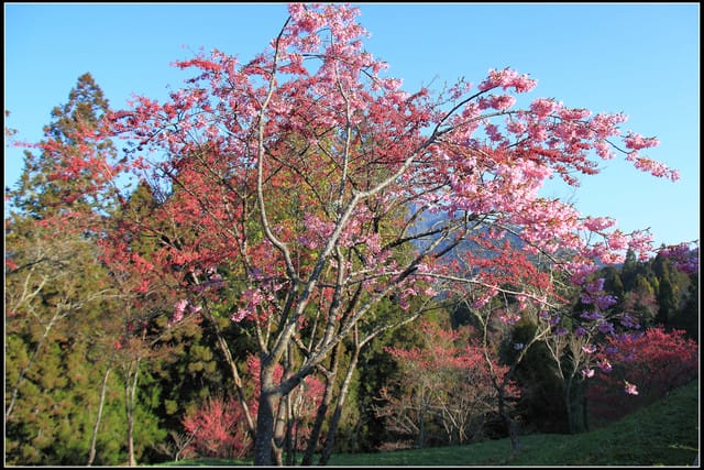 《遊記—嘉義》阿里山二日遊～沼平公園