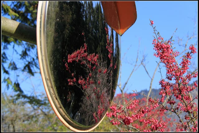 《遊記—嘉義》阿里山二日遊～沼平公園