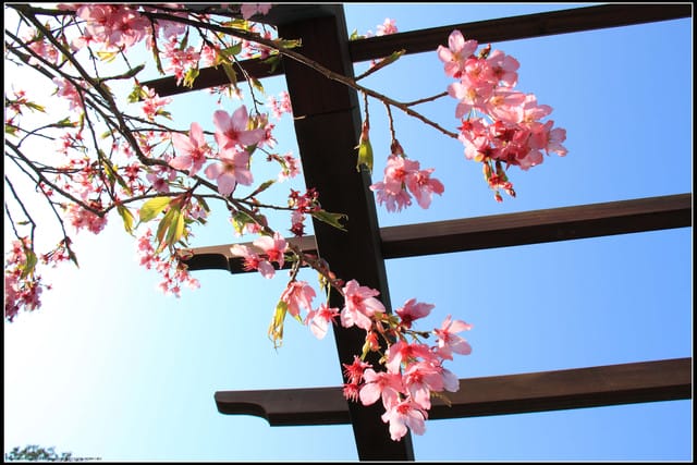 《遊記—嘉義》阿里山二日遊～沼平公園