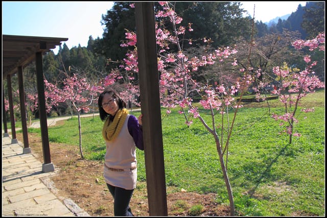 《遊記—嘉義》阿里山二日遊～沼平公園