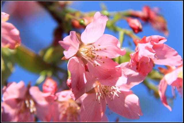 《遊記—嘉義》阿里山二日遊～沼平公園