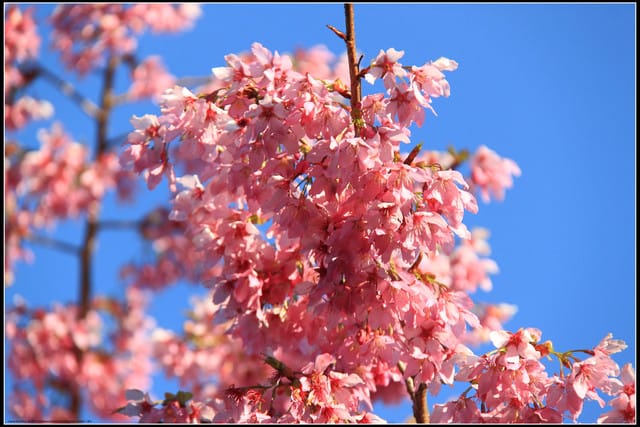 《遊記—嘉義》阿里山二日遊～沼平公園