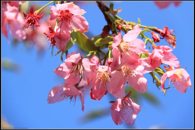 《遊記—嘉義》阿里山二日遊～沼平公園