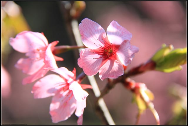 《遊記—嘉義》阿里山二日遊～沼平公園