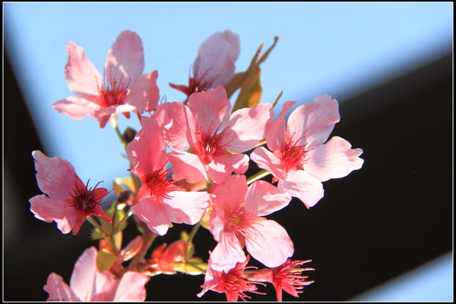 《遊記—嘉義》阿里山二日遊～沼平公園