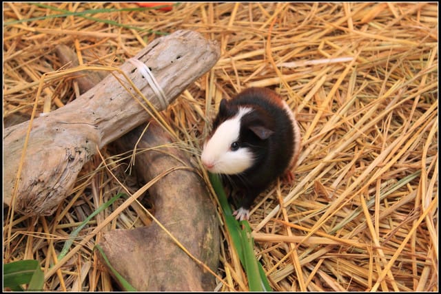 《遊記—宜蘭》2011綠色博覽會