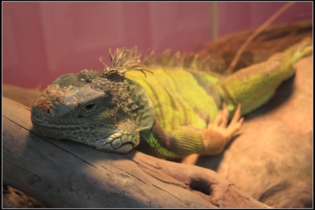 《遊記—宜蘭》2011綠色博覽會