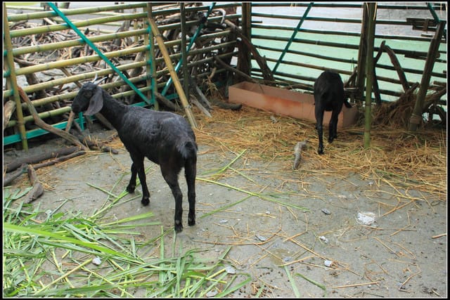 《遊記—宜蘭》2011綠色博覽會