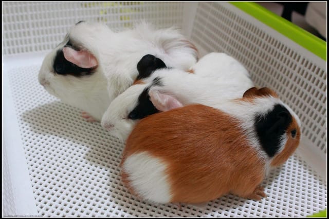 《遊記—宜蘭》2011綠色博覽會