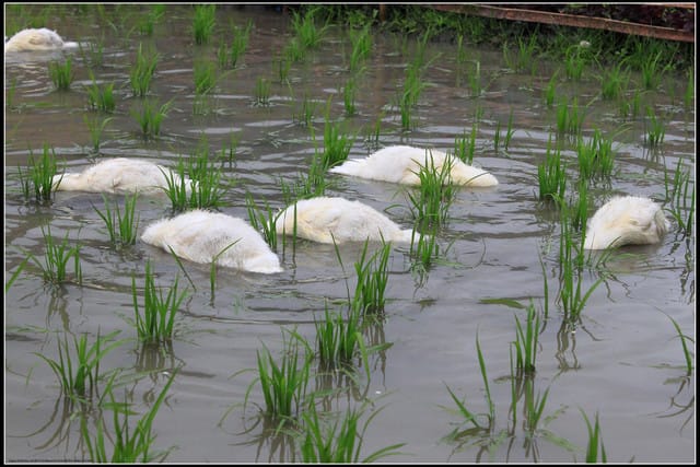 《遊記—宜蘭》2011綠色博覽會
