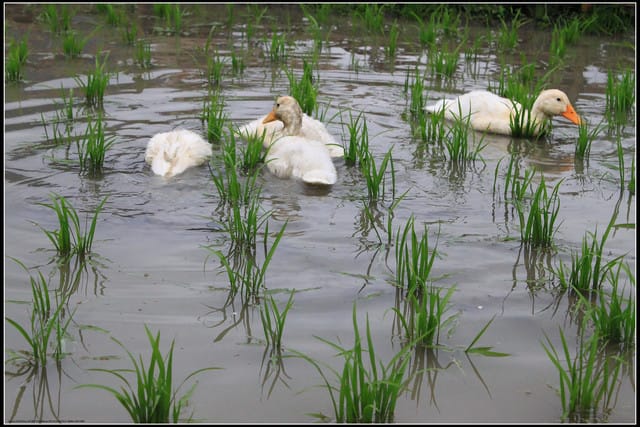 《遊記—宜蘭》2011綠色博覽會