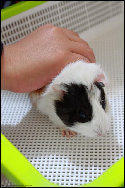 《遊記—宜蘭》2011綠色博覽會