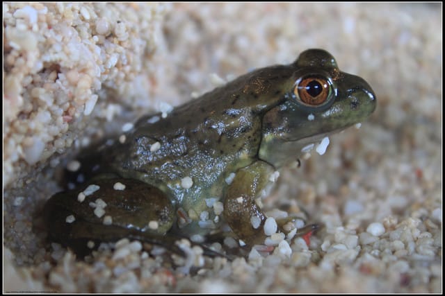 《遊記—宜蘭》2011綠色博覽會