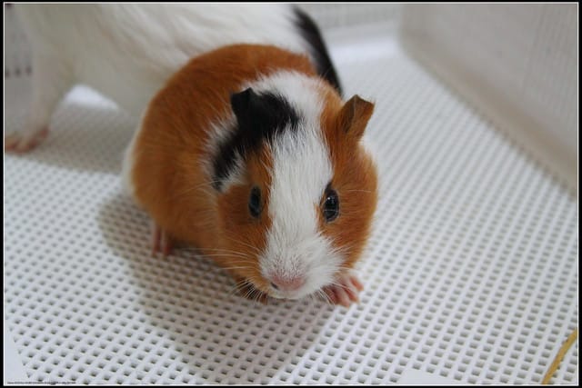 《遊記—宜蘭》2011綠色博覽會