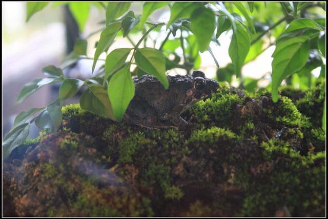 《遊記—宜蘭》2011綠色博覽會