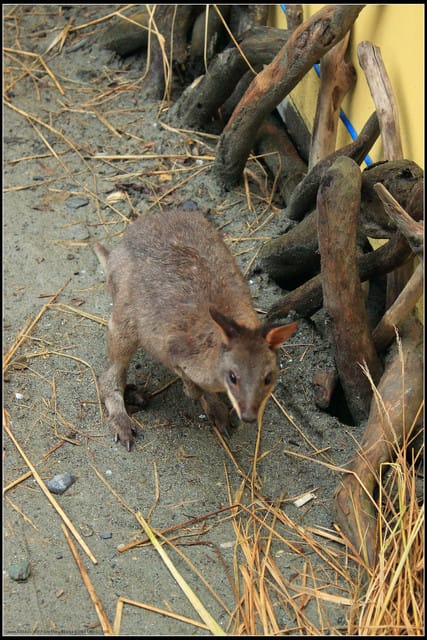 《遊記—宜蘭》2011綠色博覽會