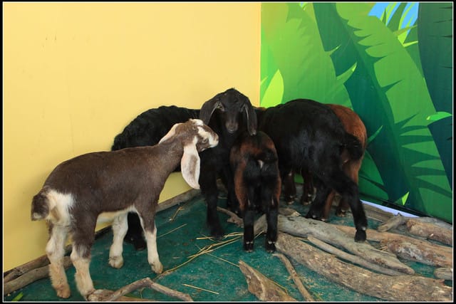 《遊記—宜蘭》2011綠色博覽會