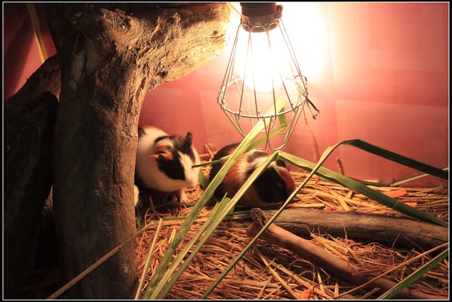 《遊記—宜蘭》2011綠色博覽會