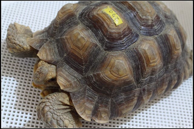 《遊記—宜蘭》2011綠色博覽會