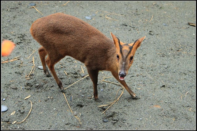 《遊記—宜蘭》2011綠色博覽會