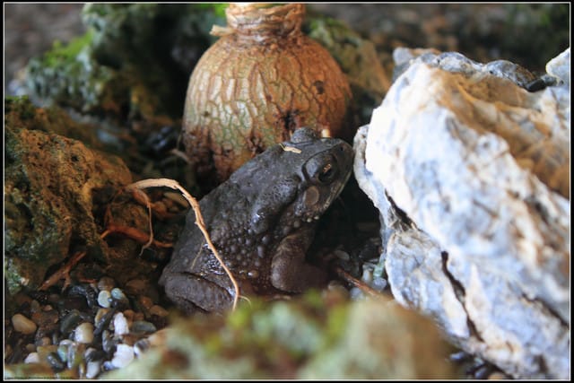 《遊記—宜蘭》2011綠色博覽會