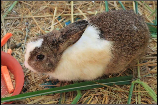 《遊記—宜蘭》2011綠色博覽會