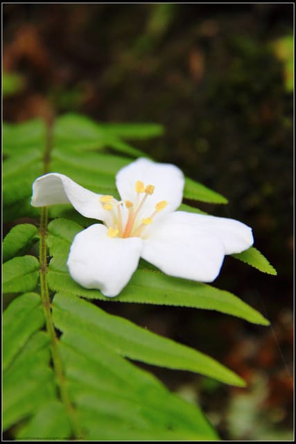《2011桐花祭—土城》桐花公園＆承天禪寺桐花盛開囉～